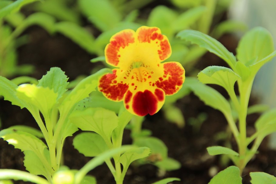 Мимулюс крапчатый