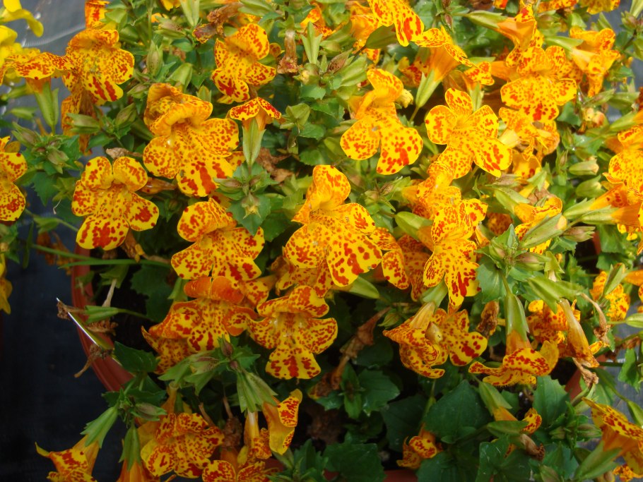 Цветок мимулюс Максимус