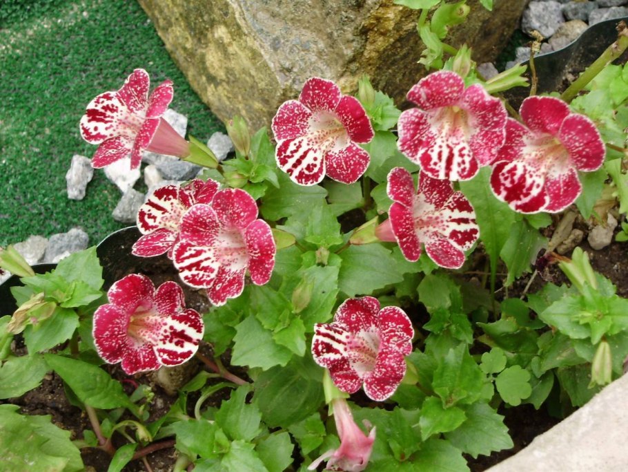 Цветок мимулюс Максимус