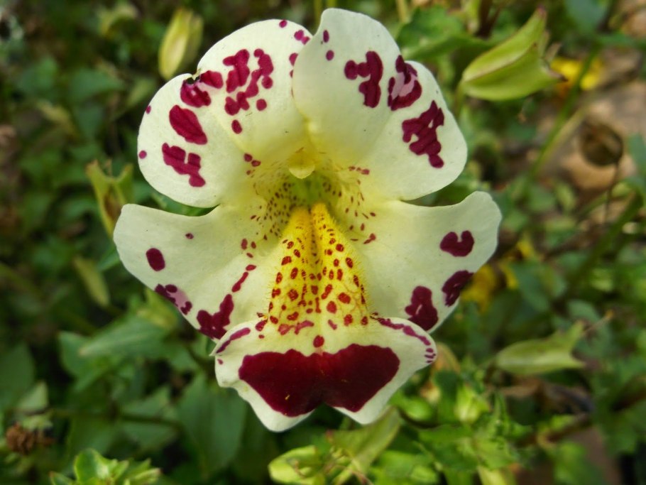 Мимулюс Максимус Еллоу