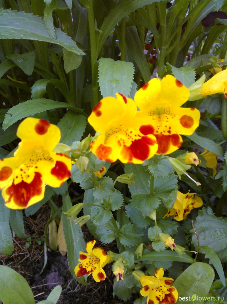 Мимулюс Максимус Еллоу