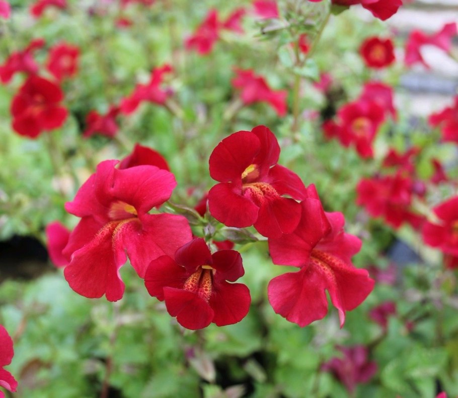 Мимулюс губастик