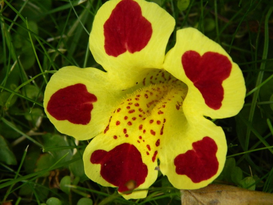 Мимулюс первоцветовидный