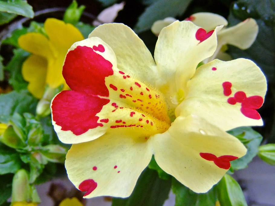 Мимулюс губастик