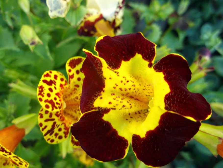 Мимулюс желтый