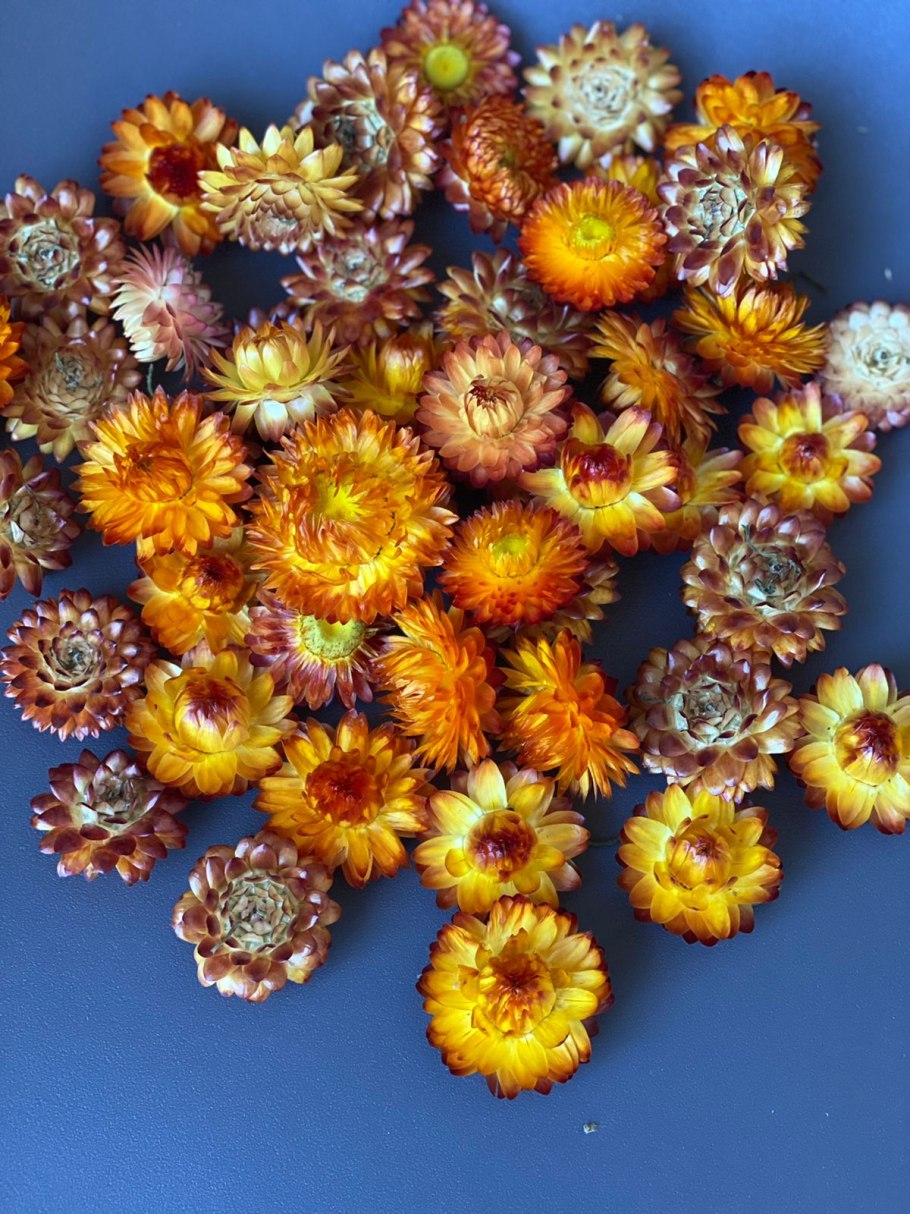 Гелихризум Дварф карри