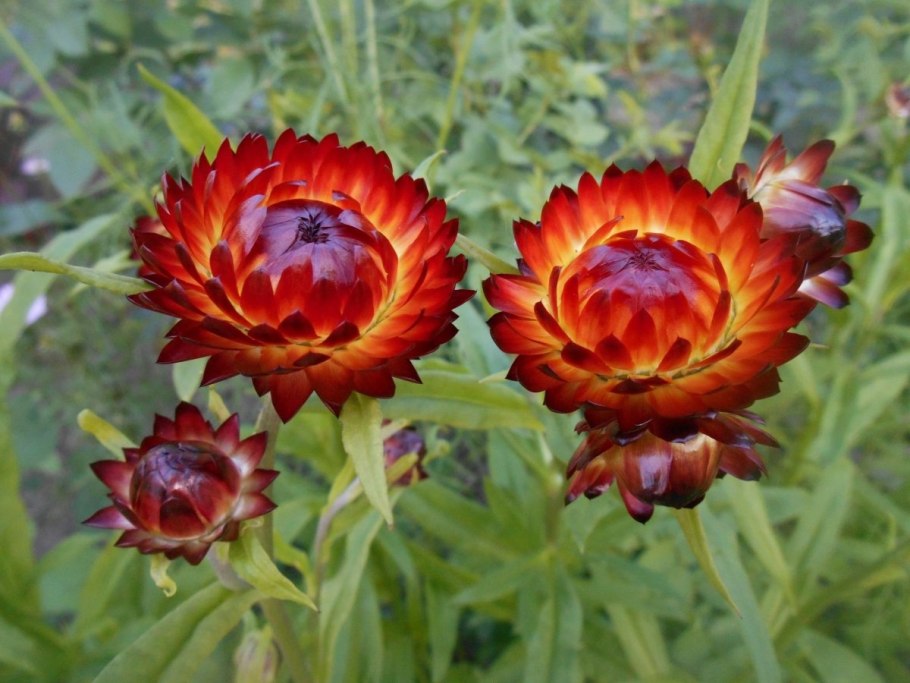 Бессмертник песчаный ГФ