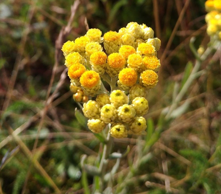 Бессмертник песчаный (цмин песчаный)