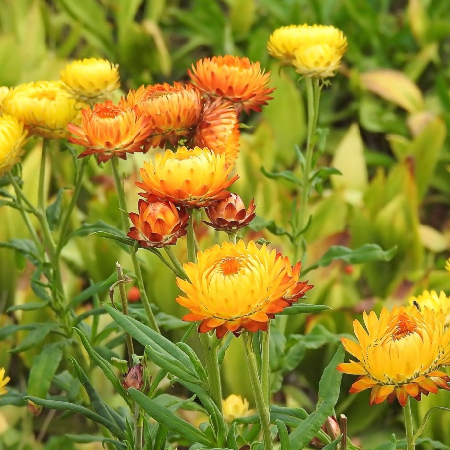 Крестовник Приморский (Senecio cineraria