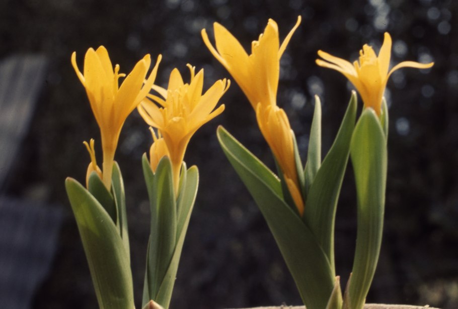 Штернбергия Клузиана