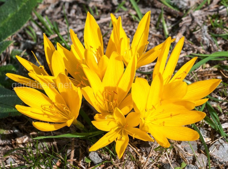 Штернбергия зимовникоцветковая