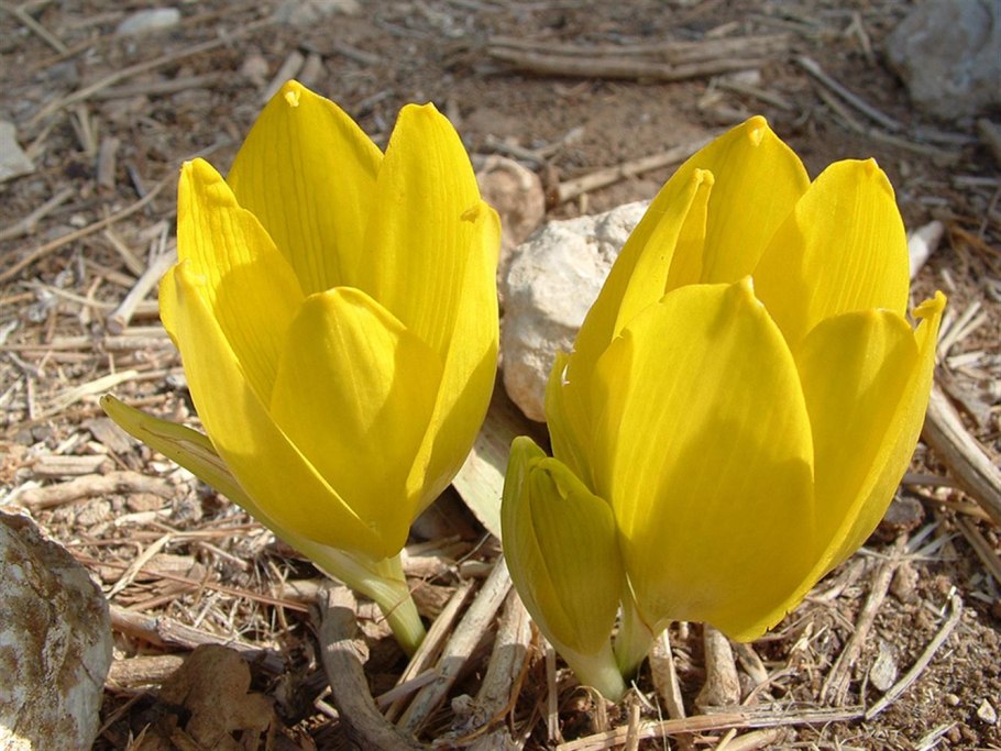 Штернбергия рисунок