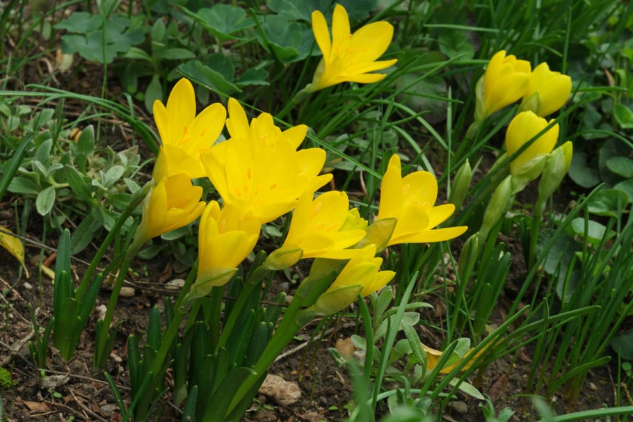 Штернбергия lutea