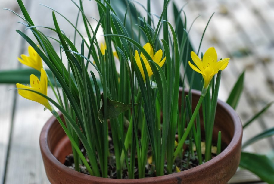 Штернбергия lutea