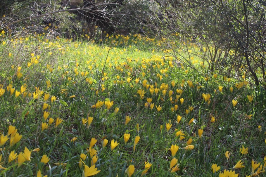 Безвременник жёлтый