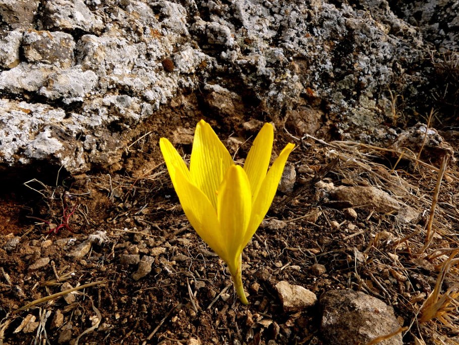 Штернбергия lutea