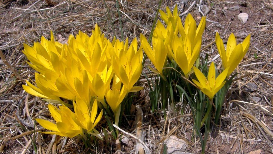 Штернбергия Клузиуса