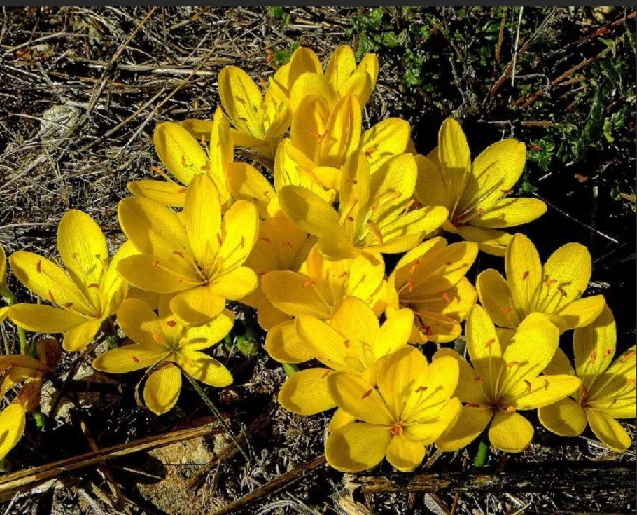 Штернбергия колхикоцветная