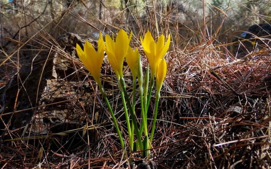 Безвременник желтый (Colchicum luteum)