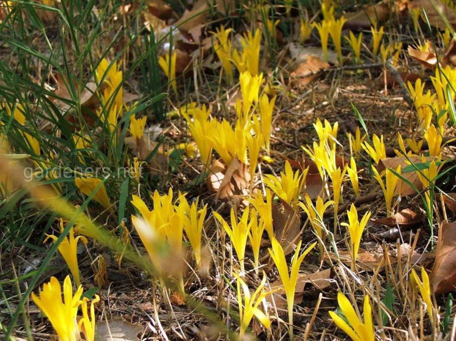 Штернбергия колхикоцветная