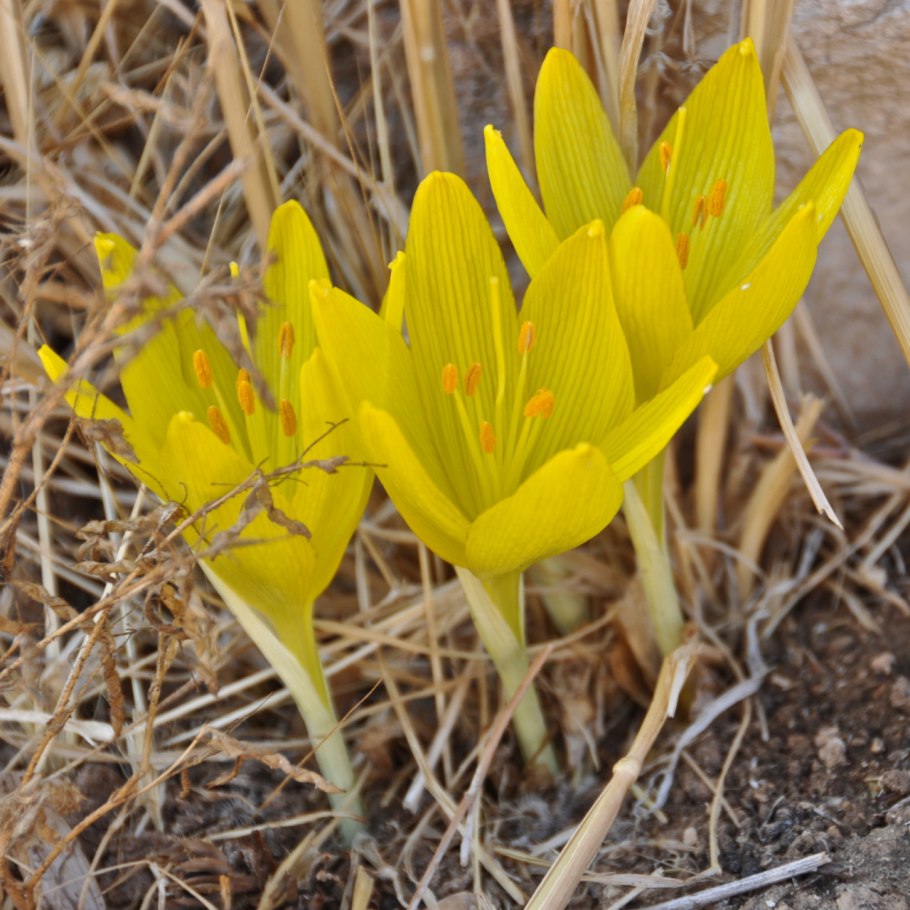 Sternbergia lutea