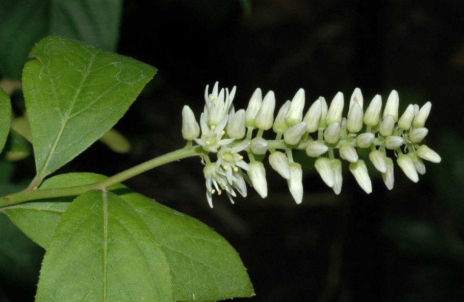 Iteaceae ITEA