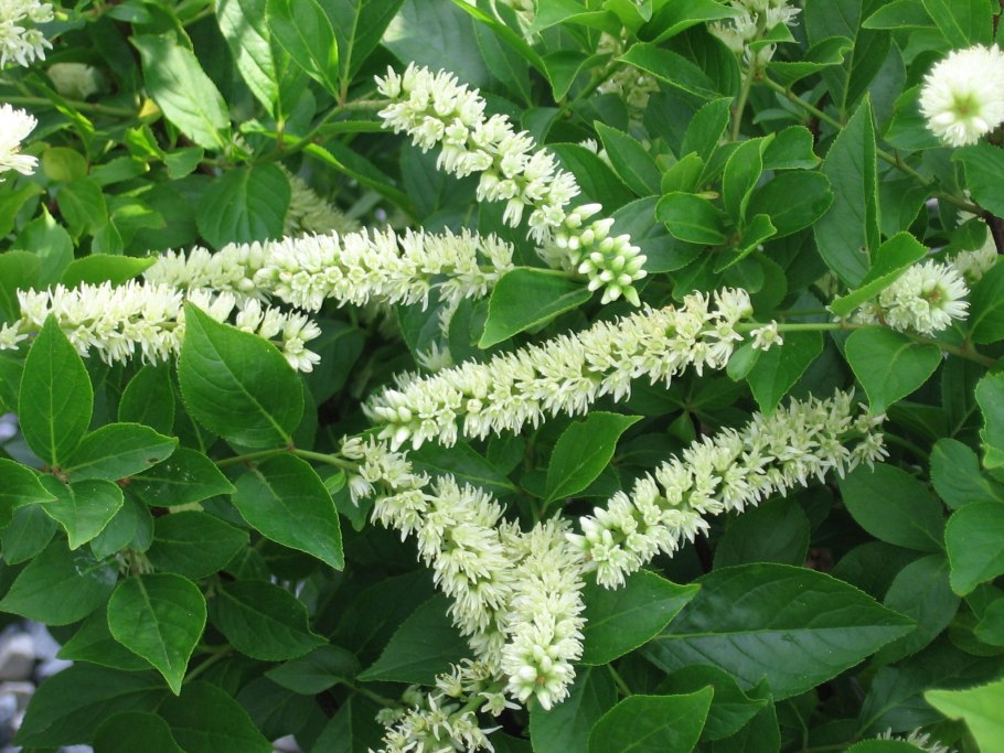 Итея виргинская ITEA virginica 'Henry's Garnet'