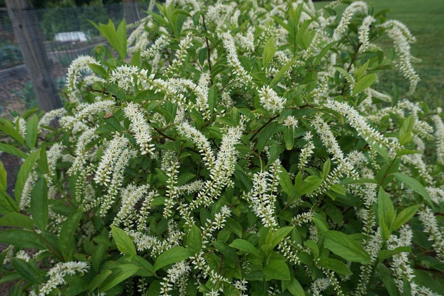 Молочай Прибрежный