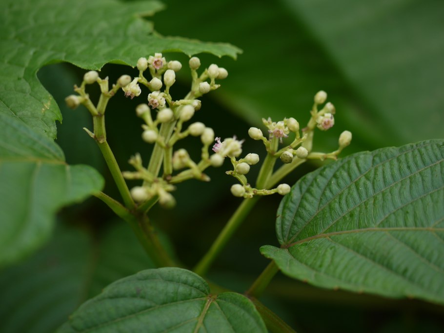 Леэя Гвинейская