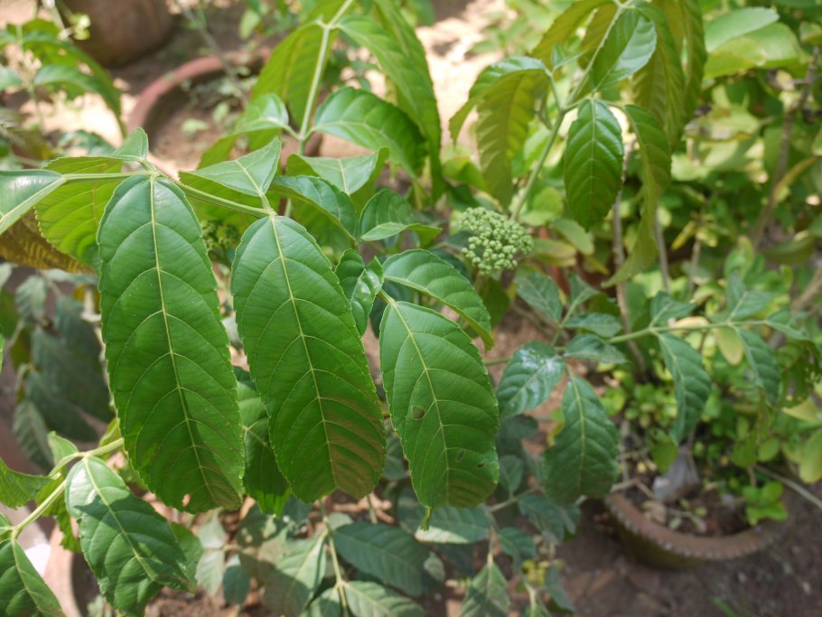 Леея болезни