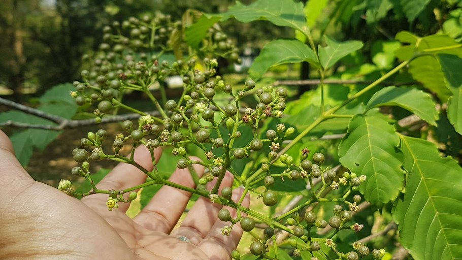 Лептоспермум бургунди