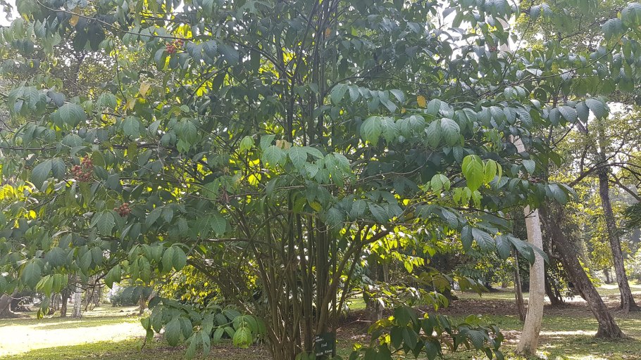 Леея бургунди