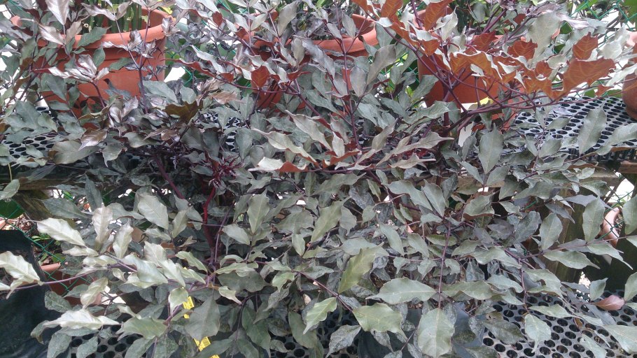 Леея болезни