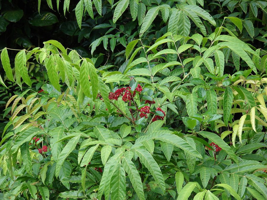 Грецкий орех и шелковица