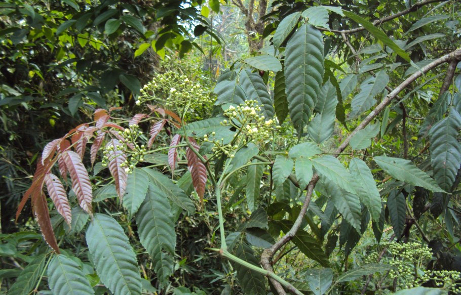 Leea guineensis