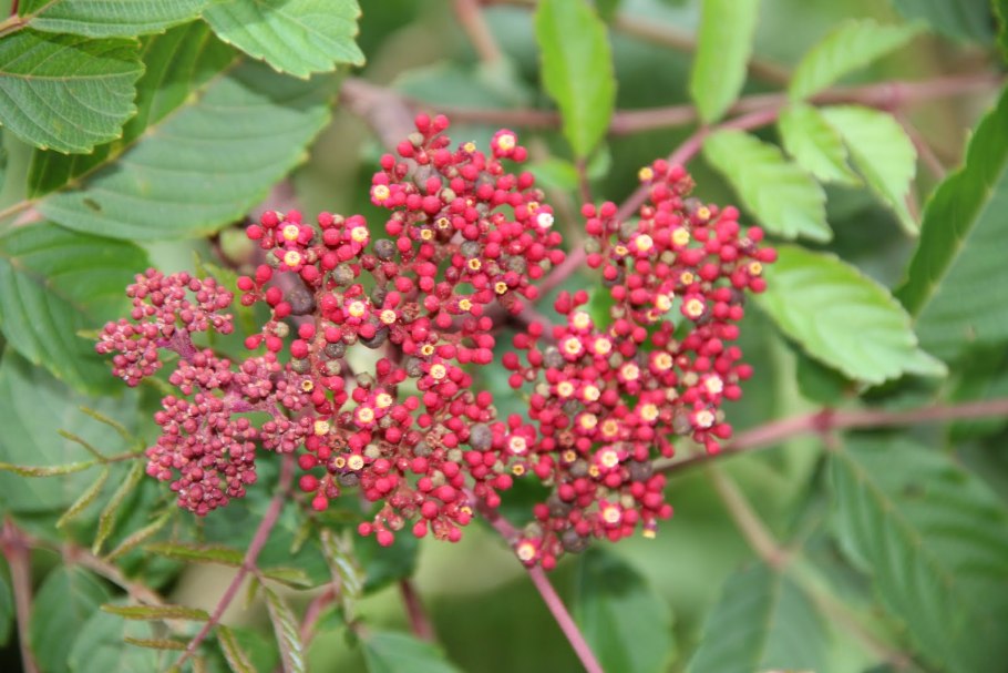 Леея Гвинейская бургунди