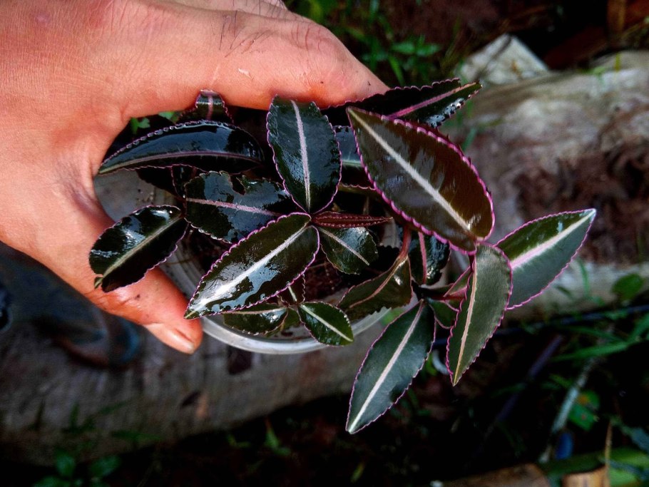 Ардизия crenata