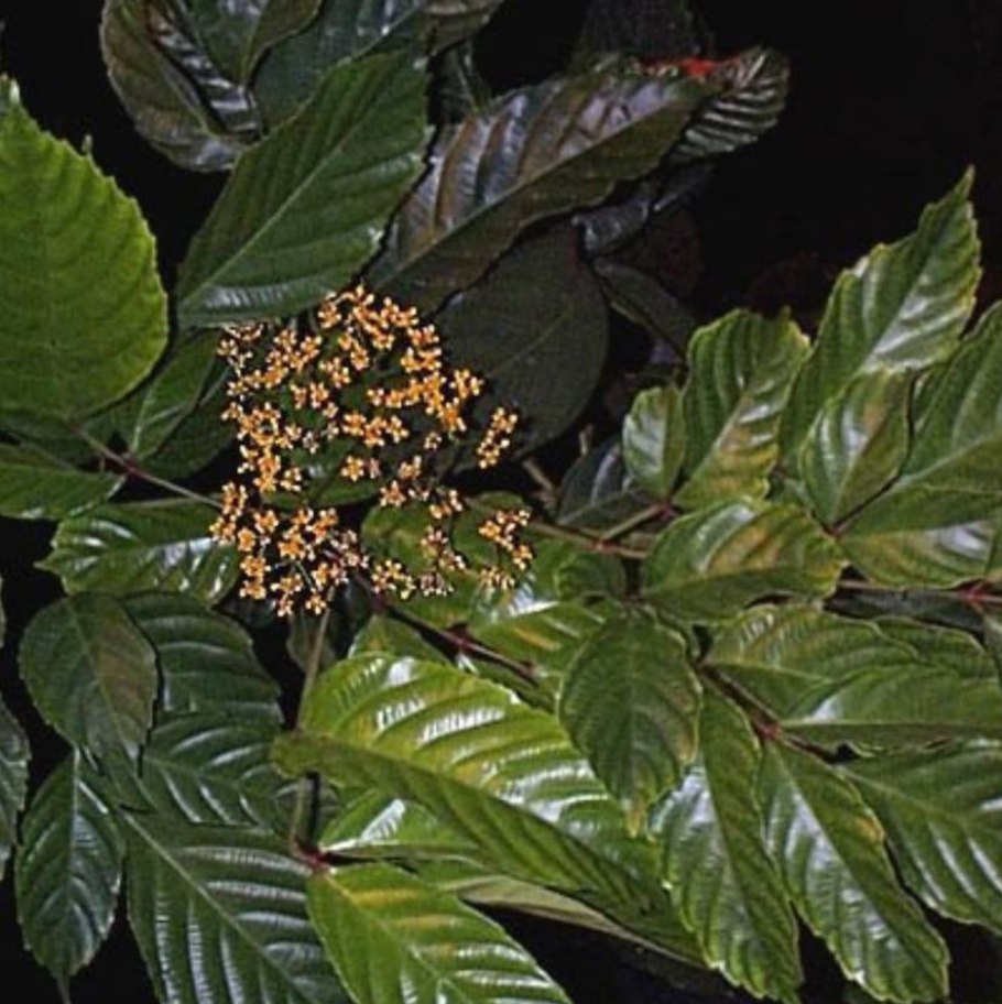 Леэя бургунди растение