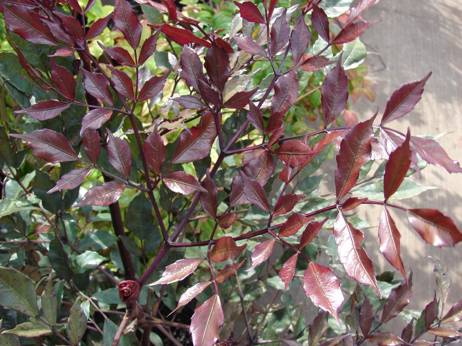 Леэя бургунди растение