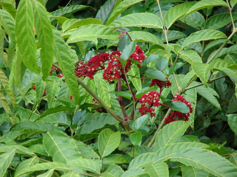 Диптерокарпус плод