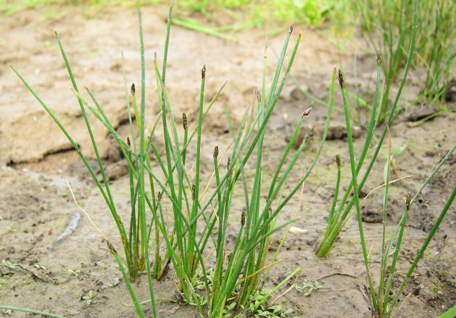 Болотница Болотная Eleocharis palustris