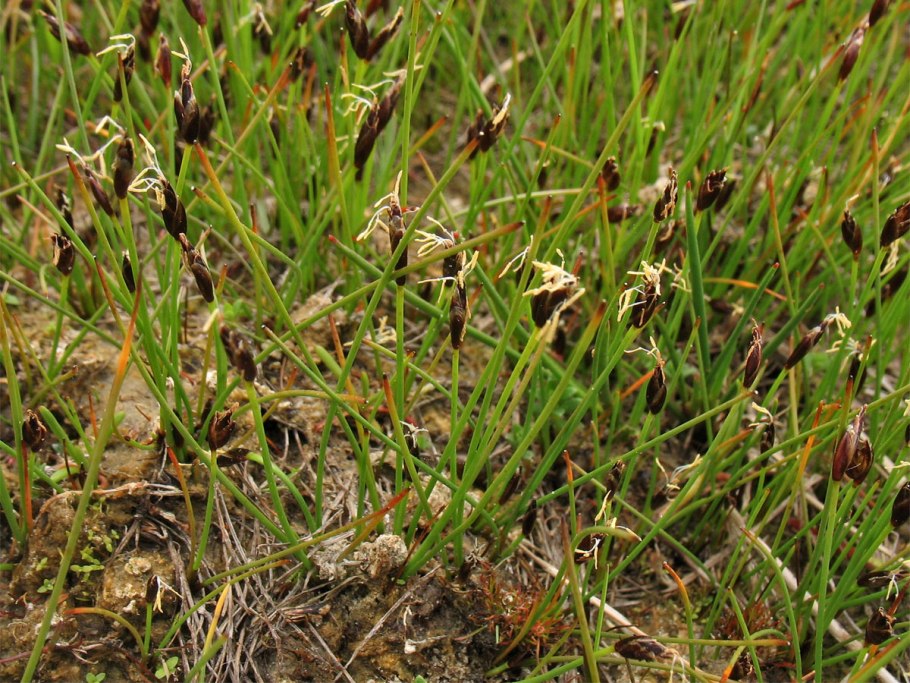 Болотница Болотная Eleocharis palustris