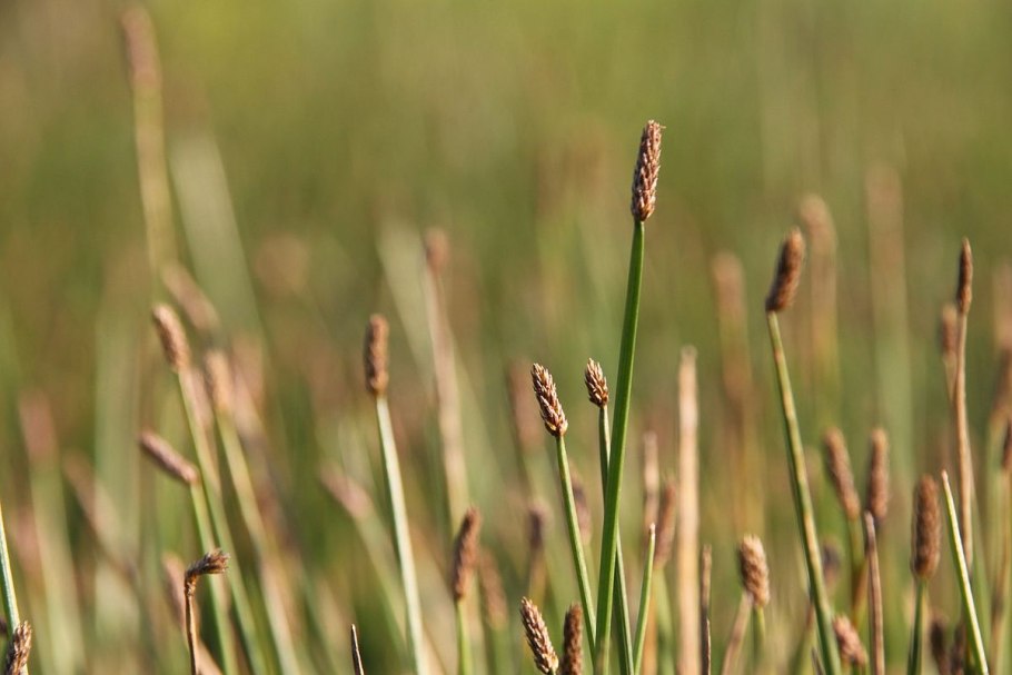 Eleocharis Dulcis