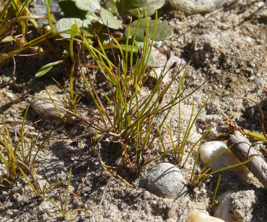 Thellungiella parvula
