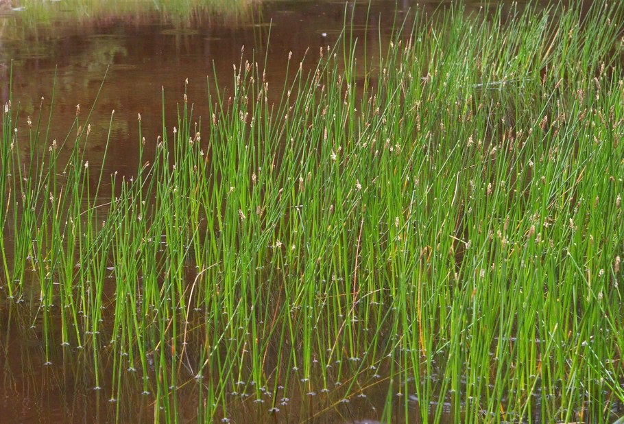 Ситняг болотный Eleocharis palustris