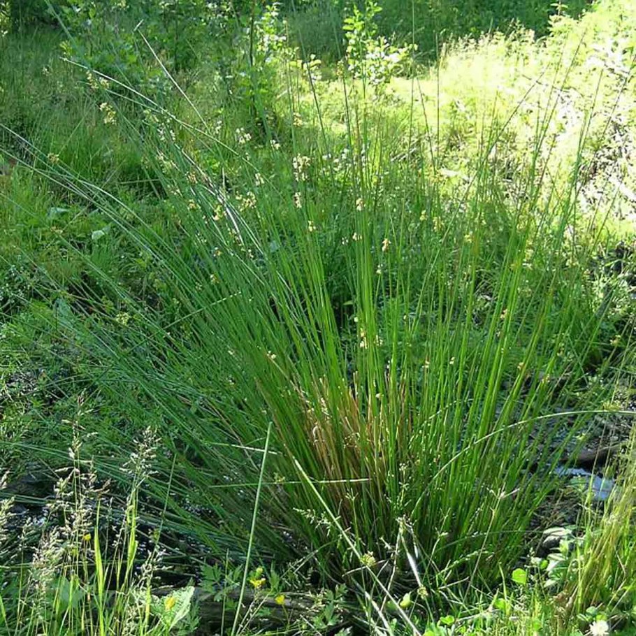 Eleocharis mamillata