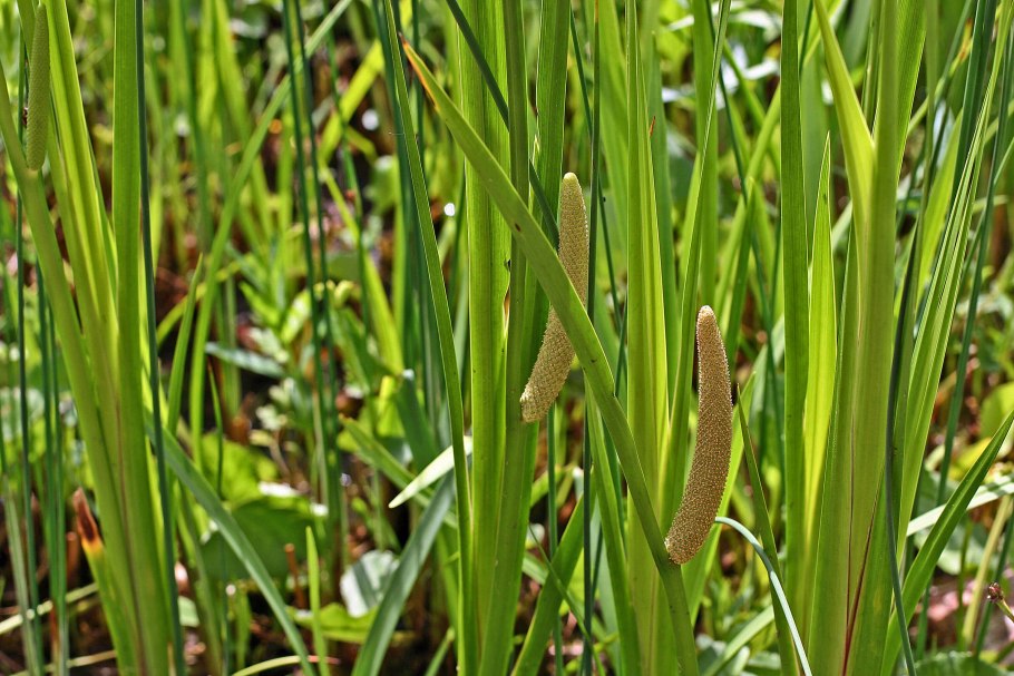 Eleocharis palustris