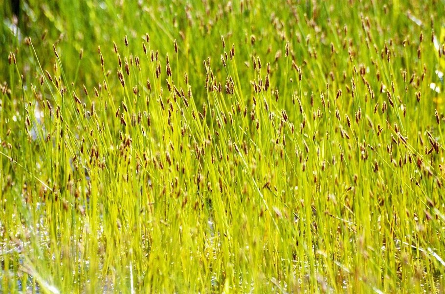Eleocharis uniglumis