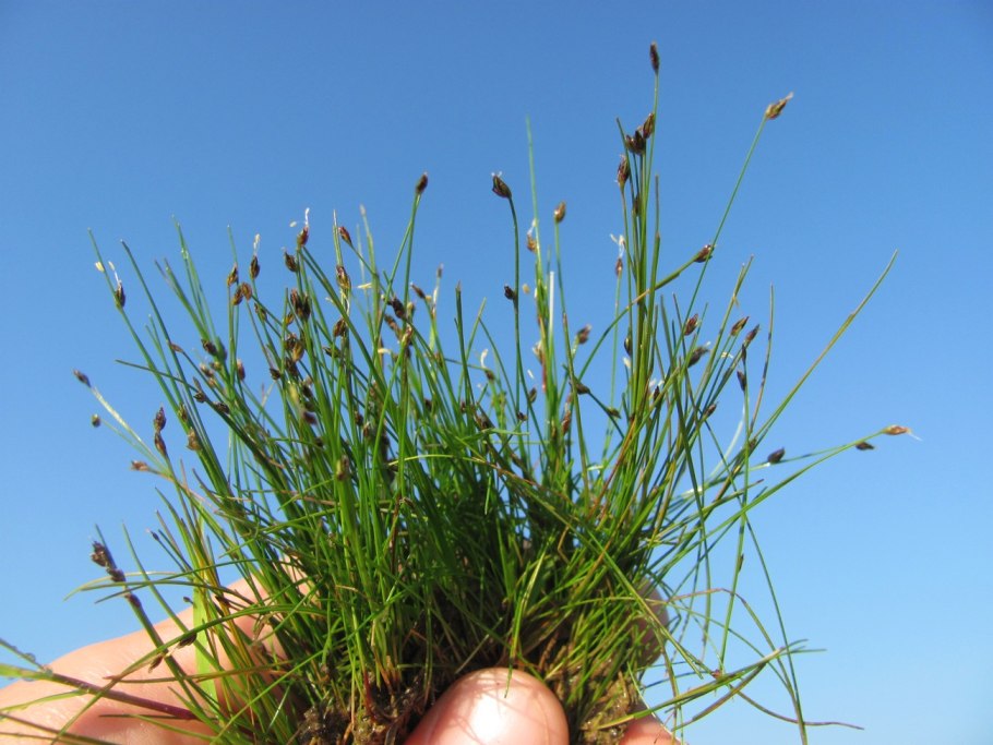 Eleocharis acicularis