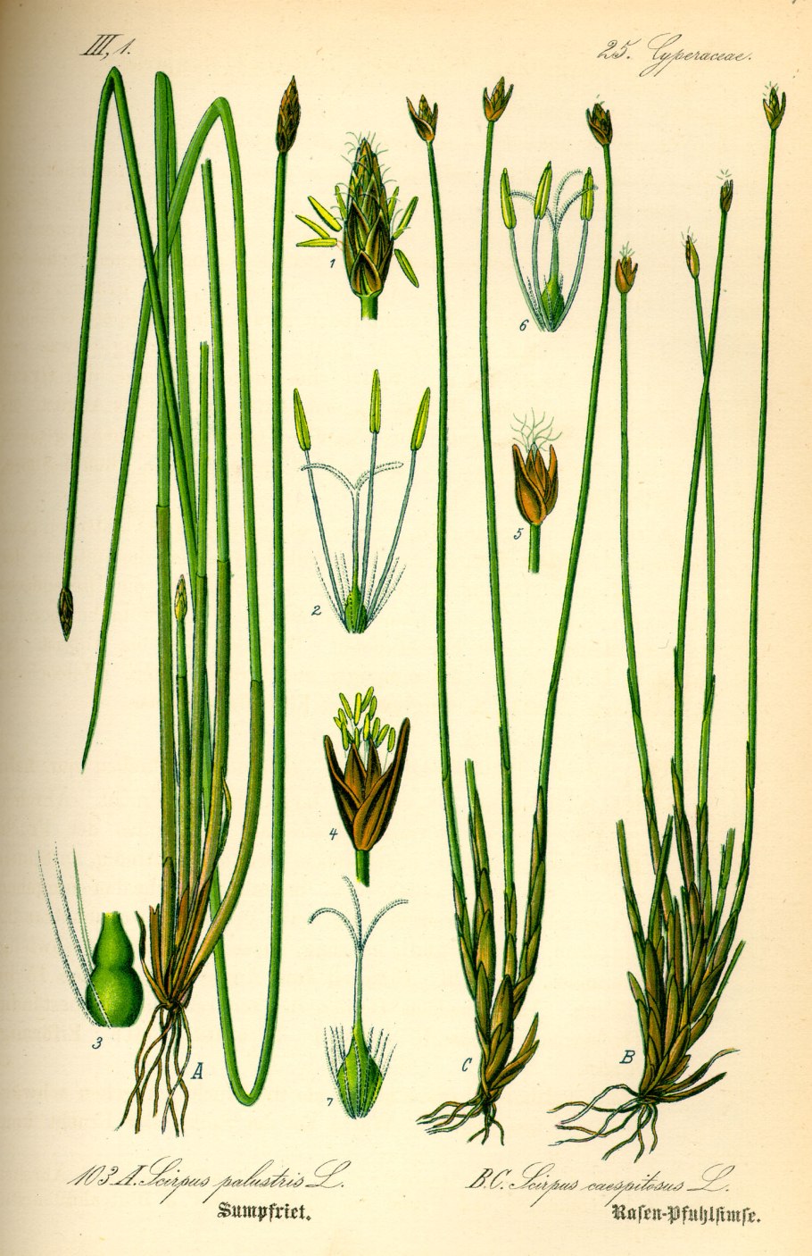 Элеохарис Ацикулярис (Eleocharis acicularis)